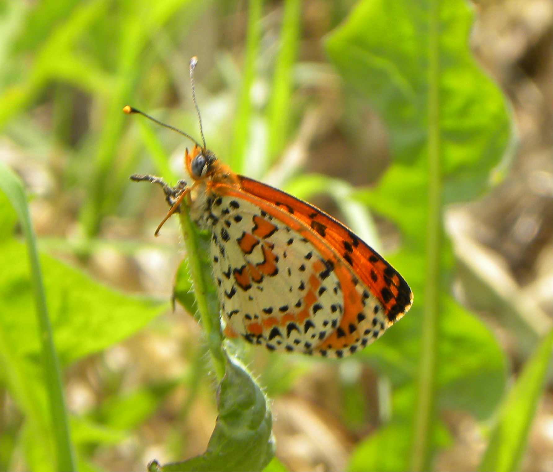 farfalla da identificare